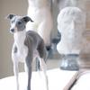 Champion Italian Greyhound
