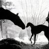 Gryehound rescue feature / The Boston Globe