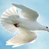 Peace Dove - editorial 